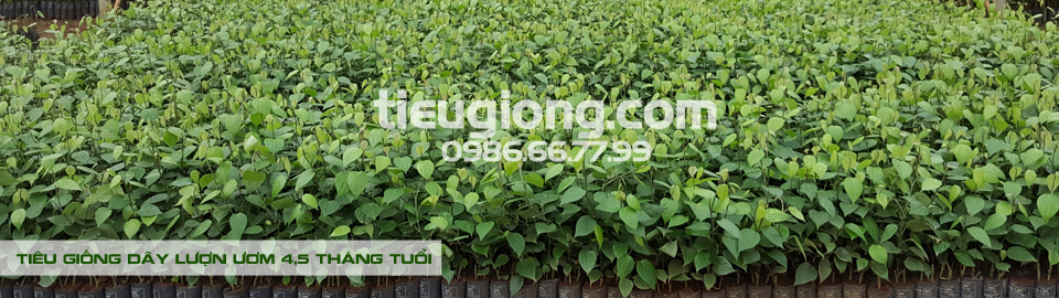 Tieu vinh linh 4,5 thang tuoi